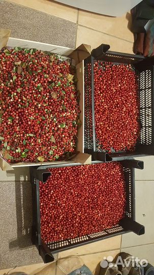 Брусника лесная