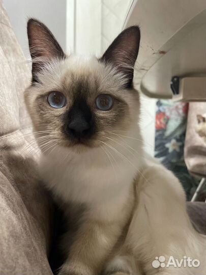 Кошка