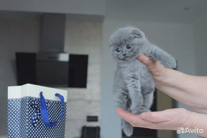 Медвежий тип, с родословной