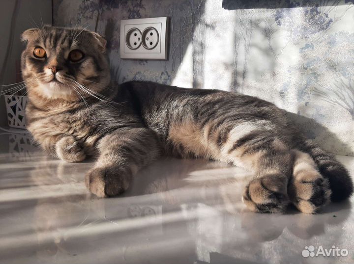 Шотландский кот вязка