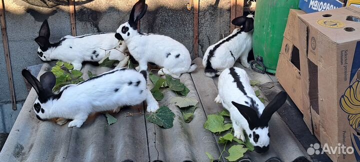 Продам молодых самок нпв