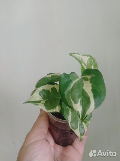 Сциндапсус