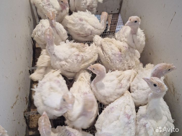 Индюшата хайбрид конвертер(канада)