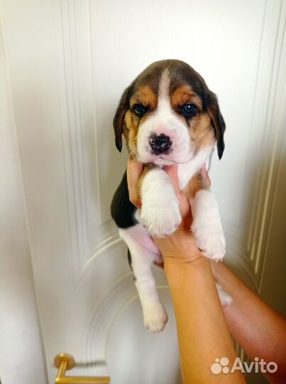 Щенки бигль