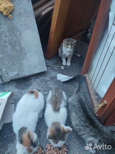 Котята и их мама