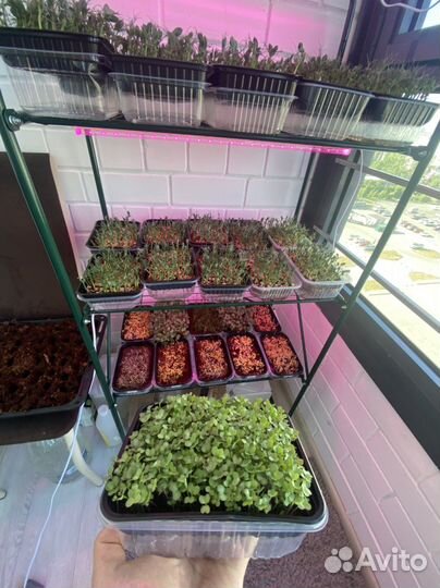 Микрозелень горох