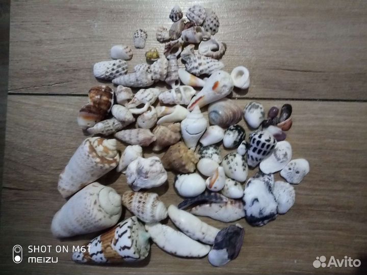 Набор ракушек