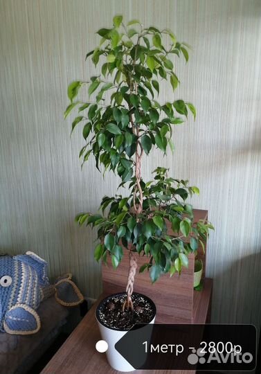 Фикус Бенджамина