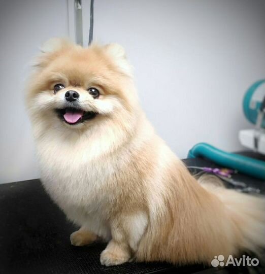 Стрижка для собак и кошек