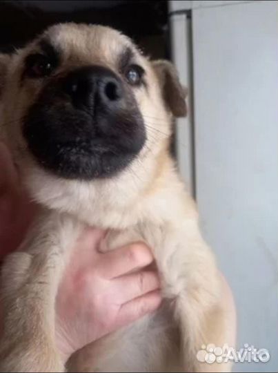 Отдам щенка девочку