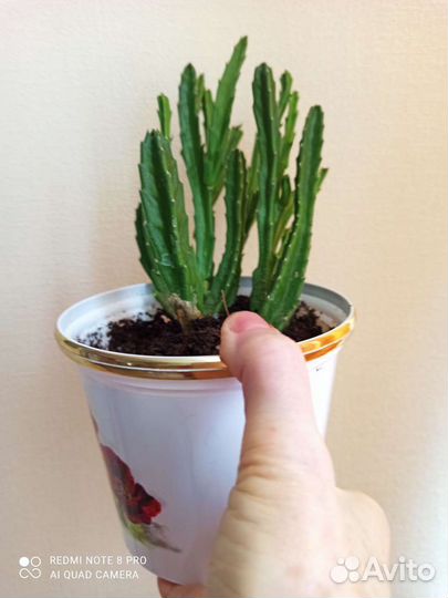 Цветущий суккулент-стапелия