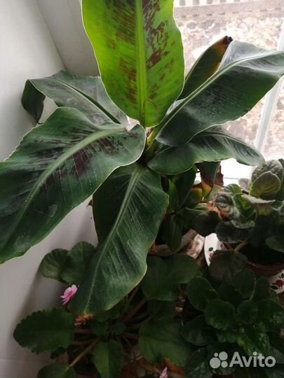 Экзотические растения