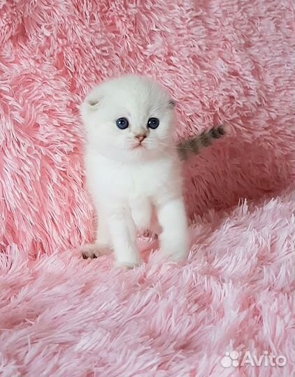 Шотландские котята