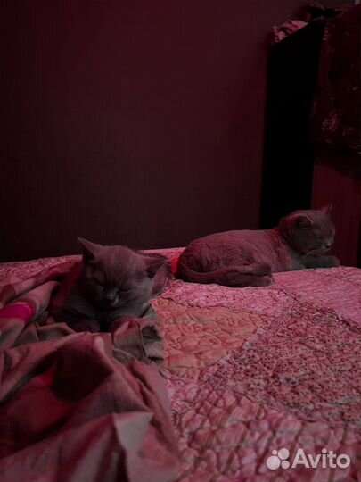 Британские котята