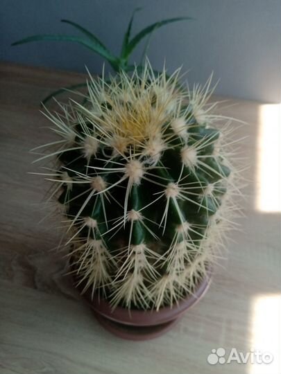 Комнатные растения цветы