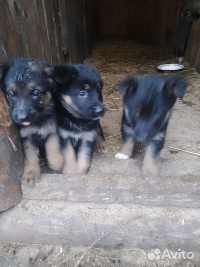 Немецкая овчарка