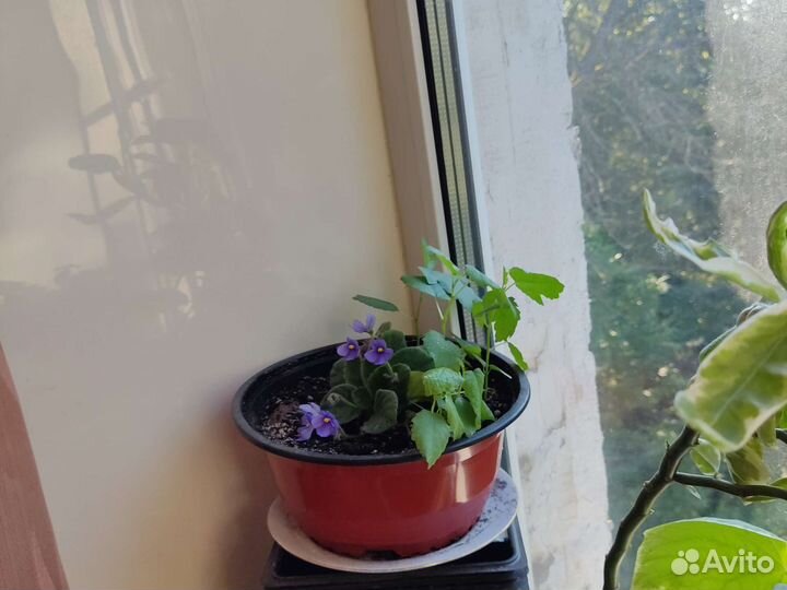 Фиалки, Петунии