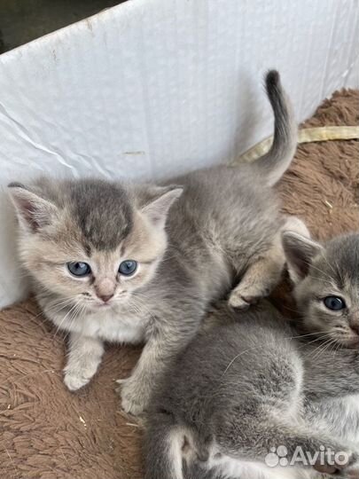 Котята в добрые руки бесплатно