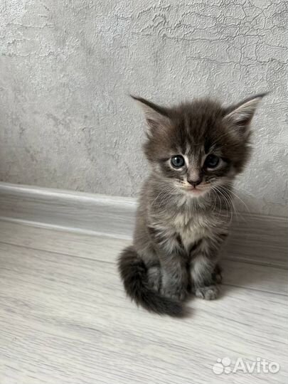 Котята мейн-кун