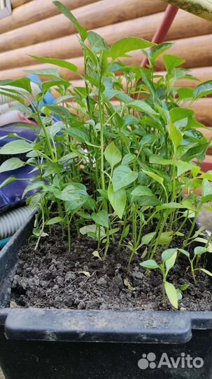 Рассада перцев