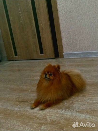 Вязка собак шпиц