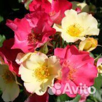 Роза плетистая желто-красная 