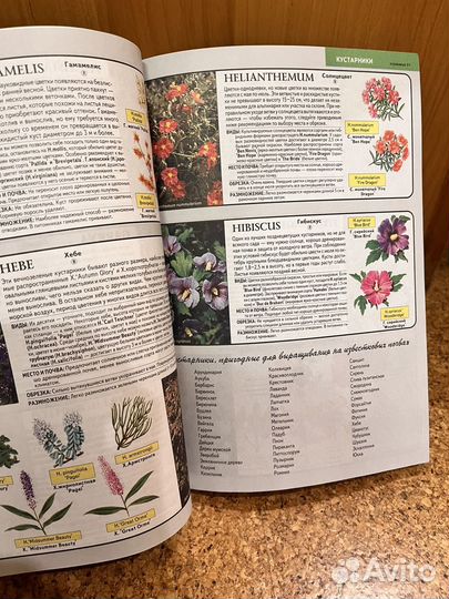 Все о декоративных деревьях и кустД-р Д.Р.Хессайон