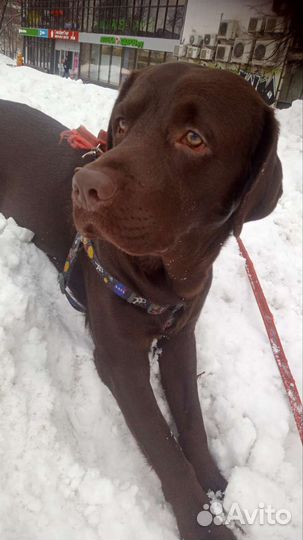 Выгул собак