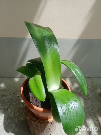 Лилия комнатная красная