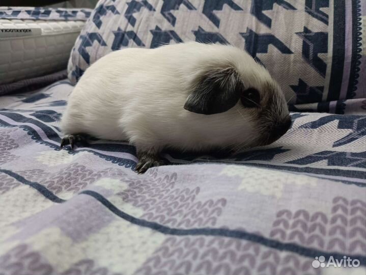 Морская свинка калифорния