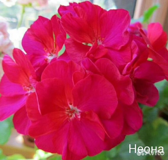 Пеларгония герань сортовая