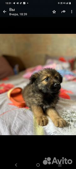 Щенок девочка