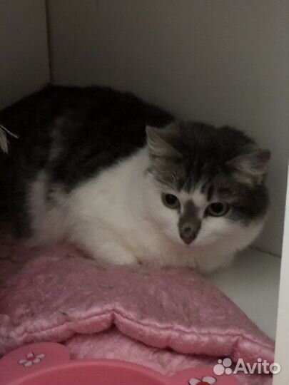 Кошка Луша ищет дом