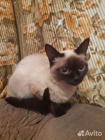 Сиамская кошечка