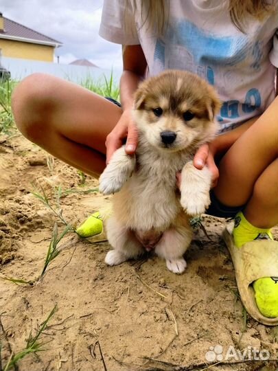 Маленькие собачки в добрые руки
