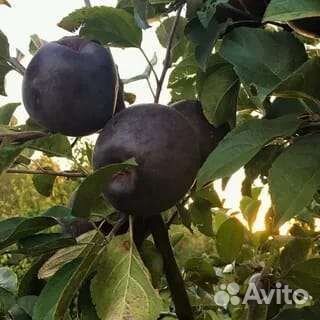 Саженцы яблони (vip cорт)