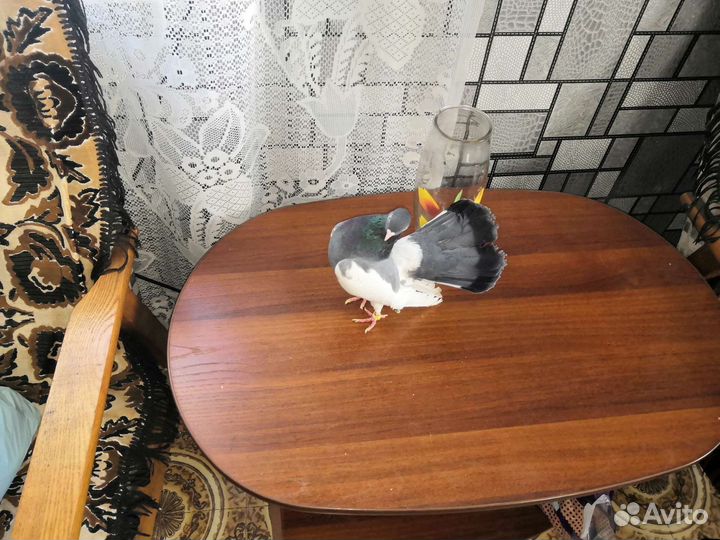 Голуби статные