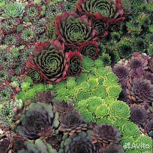 Молодило каменная роза