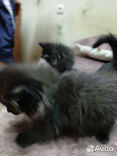 Котята в добрые руки даром