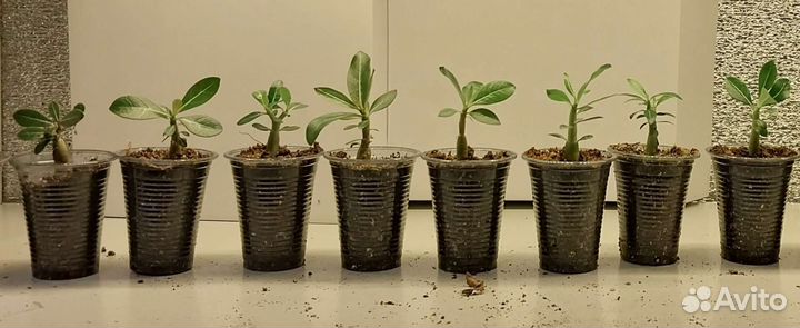 Адениум обессум, семена и саженцы