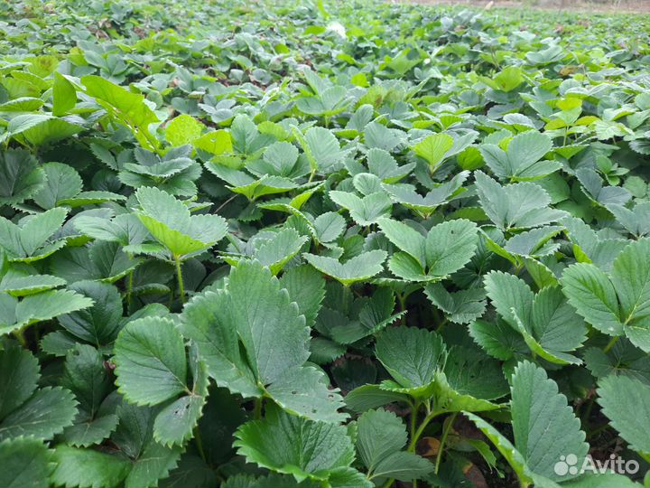 Рассада альба