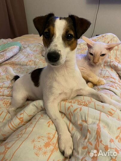 Передержка домашних животных