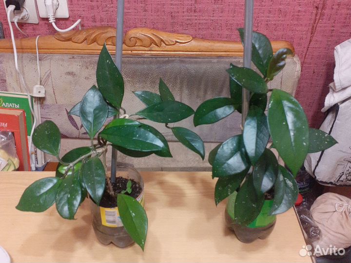 Комнатные растения разные