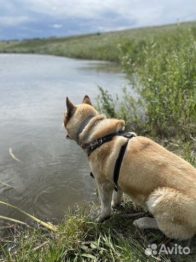 Вязка хаски