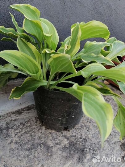 Карликовая хоста