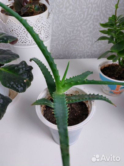 Комнатные цветы Алоэ