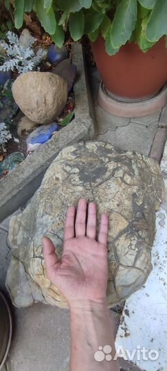 Окаменелый панцирь древней черепахи