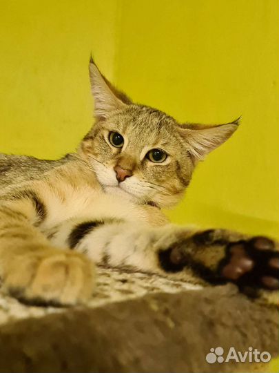 Кошка чаузи ф1 3 месяца