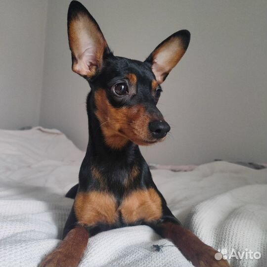 Передержка собак. читайте описание