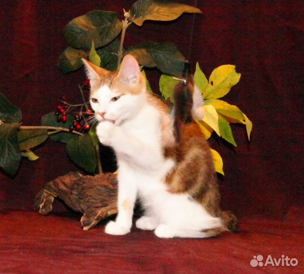 Золотая осень